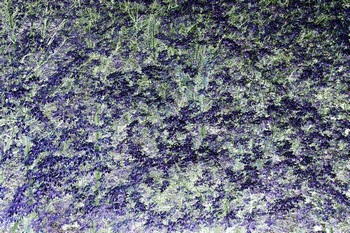 T 173